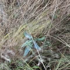 Agave americana at Gigerline Nature Reserve - 12 May 2024