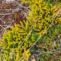 Austrolycopodium fastigiatum (Alpine Club Moss) at Kosciuszko National Park - 8 May 2024 by WalkYonder