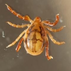 Ixodes sp. (genus) (A hard bodied tick) at Hughes, ACT - 13 May 2024 by LisaH