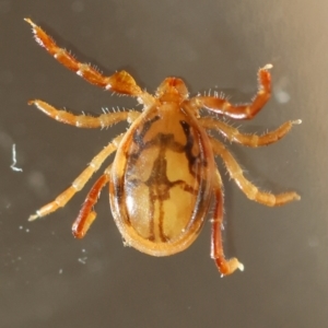 Ixodes sp. (genus) at GG154 - 13 May 2024