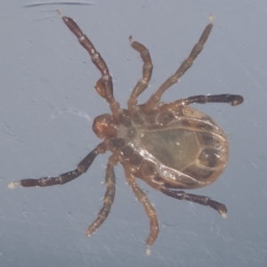 Ixodes sp. (genus) at GG154 - 13 May 2024