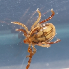 Ixodes sp. (genus) at GG154 - 13 May 2024