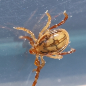 Ixodes sp. (genus) at GG154 - 13 May 2024