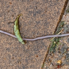 Oligochaeta (class) at Hughes, ACT - 11 May 2024 01:44 PM
