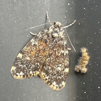 Halone coryphoea (Eastern Halone moth) at Campbell, ACT - 7 May 2024 by Pirom