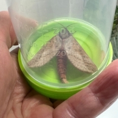 Oxycanus (genus) (Unidentified Oxycanus moths) at Bonner, ACT - 13 May 2024 by MegFluke