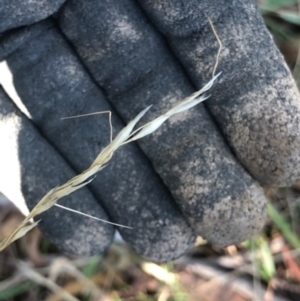 Austrostipa bigeniculata at Oakey Hill - 13 May 2024 01:00 PM