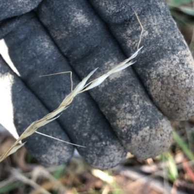 Austrostipa bigeniculata (Kneed Speargrass) at Lyons, ACT - 13 May 2024 by GregC