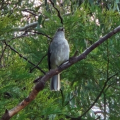 Colluricincla harmonica (Grey Shrikethrush) at Hawker, ACT - 12 May 2024 by sangio7