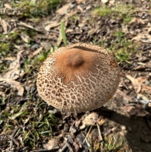 Macrolepiota clelandii at Bungonia National Park - 13 May 2024 01:21 PM