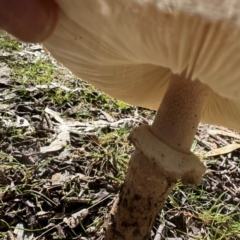 Macrolepiota clelandii at Bungonia National Park - 13 May 2024 01:21 PM