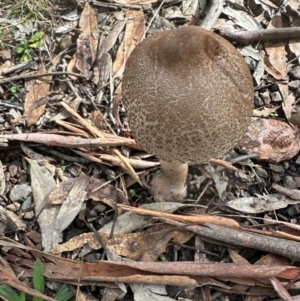 Macrolepiota clelandii at Bungonia National Park - 13 May 2024 01:21 PM