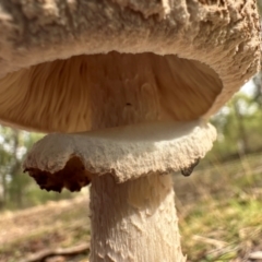 Macrolepiota clelandii at Bungonia National Park - 13 May 2024 01:21 PM