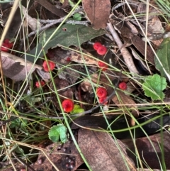 Cruentomycena viscidocruenta (Ruby Mycena) at Bungonia, NSW - 13 May 2024 by lbradley