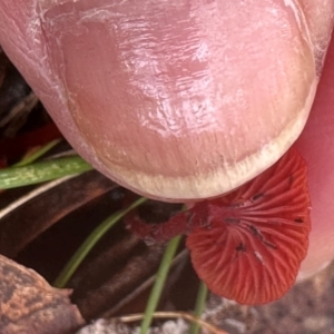 Cruentomycena viscidocruenta at Bungonia, NSW - 13 May 2024 01:23 PM