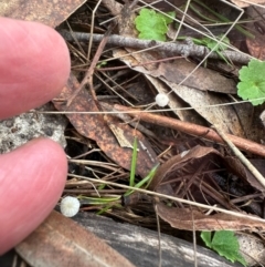 Mycena sp. at Bungonia National Park - 13 May 2024 by lbradley