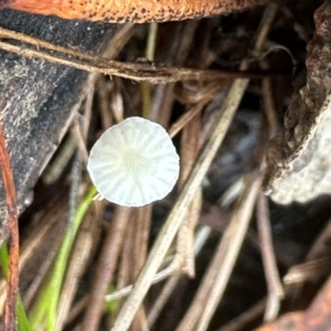 Mycena sp. at Bungonia, NSW - 13 May 2024 01:26 PM