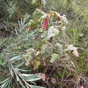 Correa reflexa var. reflexa at Bungonia, NSW - 13 May 2024 01:41 PM