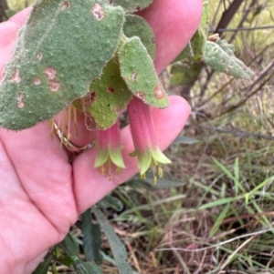 Correa reflexa var. reflexa at Bungonia, NSW - 13 May 2024 01:41 PM