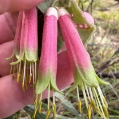 Correa reflexa var. reflexa at Bungonia, NSW - 13 May 2024 01:41 PM