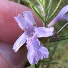 Westringia eremicola at Bungonia, NSW - 13 May 2024