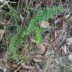 Cheilanthes sieberi subsp. sieberi (Mulga Rock Fern) at Bungonia, NSW - 13 May 2024 by lbradley