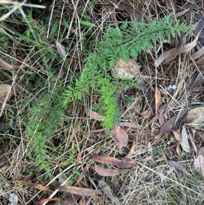 Cheilanthes sieberi subsp. sieberi (Narrow Rock Fern) at Bungonia National Park - 13 May 2024 by lbradley