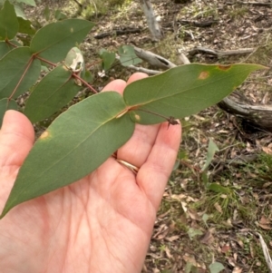 Eucalyptus dives at Bungonia, NSW - 13 May 2024 02:15 PM