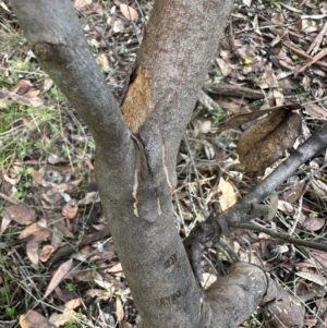 Eucalyptus dives at Bungonia, NSW - 13 May 2024 02:15 PM