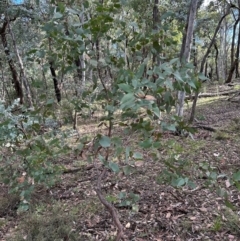 Eucalyptus dives at Bungonia, NSW - 13 May 2024 02:15 PM