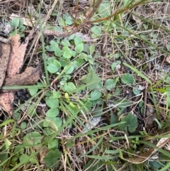 Pterostylidinae (greenhood alliance) (A Greenhood) at Bungonia, NSW - 13 May 2024 by lbradley