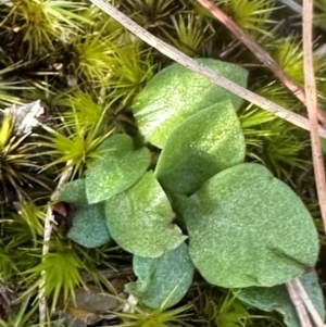 Pterostylidinae (greenhood alliance) at Bungonia, NSW - 13 May 2024