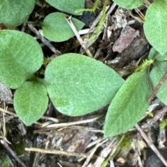 Pterostylidinae (greenhood alliance) at Bungonia, NSW - 13 May 2024