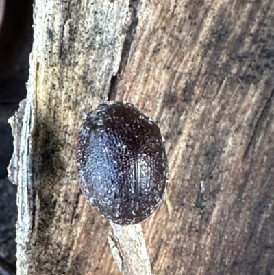 Trachymela sp. (genus) (Brown button beetle) at Bungonia National Park - 13 May 2024 by lbradley