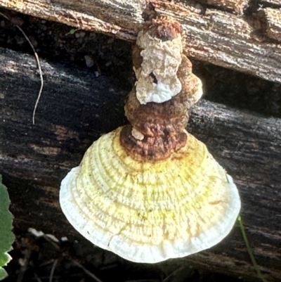 Unidentified Other fungi on wood at Bungonia, NSW - 13 May 2024 by lbradley