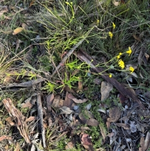 Senecio madagascariensis at Bungonia, NSW - 13 May 2024