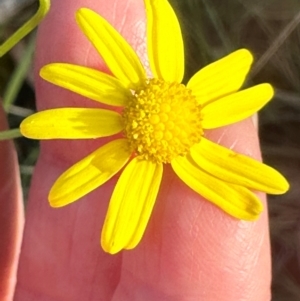 Senecio madagascariensis at Bungonia, NSW - 13 May 2024