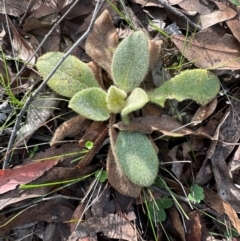 Verbascum thapsus subsp. thapsus (Great Mullein, Aaron's Rod) at Goulburn Mulwaree Council - 13 May 2024 by lbradley
