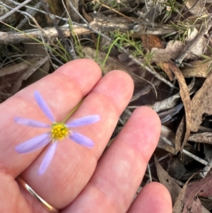 Brachyscome rigidula at Bungonia, NSW - 13 May 2024 02:56 PM