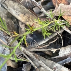 Brachyscome rigidula at Bungonia, NSW - 13 May 2024 02:56 PM