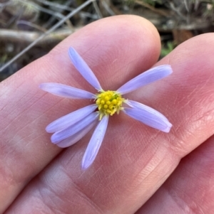 Brachyscome rigidula at Bungonia, NSW - 13 May 2024 02:56 PM