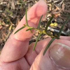 Acacia genistifolia (Early Wattle) at Bungonia, NSW - 13 May 2024 by lbradley