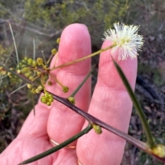 Acacia genistifolia at Bungonia, NSW - 13 May 2024 03:04 PM