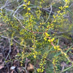 Acacia genistifolia at Bungonia, NSW - 13 May 2024 03:04 PM