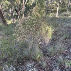 Cassinia sifton (Sifton Bush, Chinese Shrub) at Bungonia, NSW - 13 May 2024 by lbradley