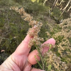 Cassinia sifton at Bungonia, NSW - 13 May 2024