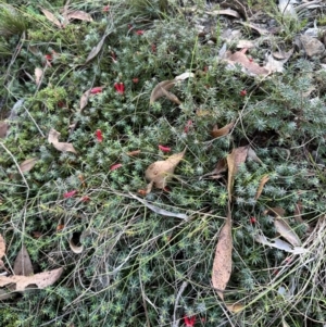 Styphelia humifusum at Bungonia, NSW - 13 May 2024