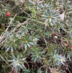 Styphelia humifusum at Bungonia, NSW - 13 May 2024