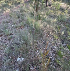 Allocasuarina littoralis at Bungonia, NSW - 13 May 2024 03:10 PM