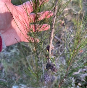 Allocasuarina littoralis at Bungonia, NSW - 13 May 2024 03:10 PM